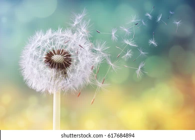 seasonal allergies