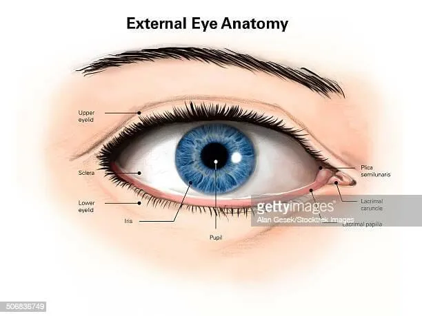 eyelid blockages